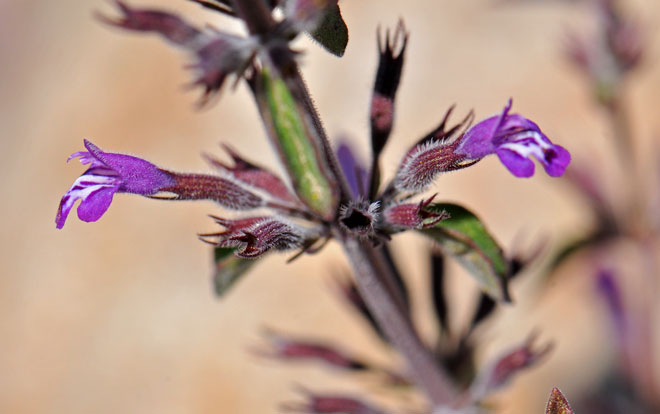 Hedeoma nana, Dwarf False Pennyroyal Hedeoma nana, Dwarf False Pennyroyal